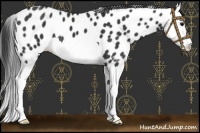 Horse Color:Black Splash Leopard 