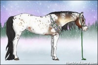 Horse Color:White Spotted Brown Onyx Appaloosa