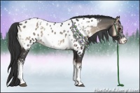 Horse Color:White Spotted Blue Onyx Appaloosa 