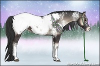 Horse Color:White Spotted Blue Onyx Snowcap 