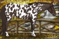 Horse Color:Liver Chestnut Near Leopard 