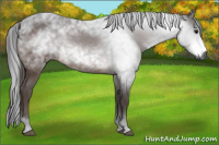 Horse Color:Gray Bay 