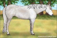 Horse Color:Gray Chestnut 