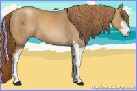 Horse Color:Gold Champagne Sabino