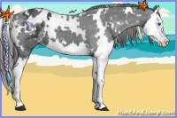 Horse Color:White Spotted Smoky Black Splash Appaloosa 