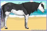 Horse Color:Black Splash 