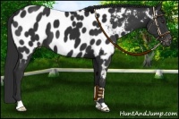 Horse Color:Liver Chestnut Appaloosa 