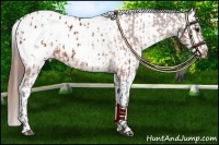 Horse Color:Brown Appaloosa  and Sable Champagne Appaloosa 