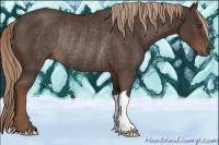 Horse Color:Liver Chestnut Rabicano 