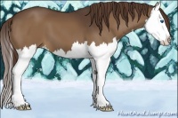 Horse Color:Liver Chestnut Splash