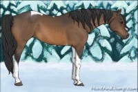 Horse Color:Buckskin Tobiano 