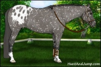 Horse Color:Grullo Roan Appaloosa 