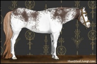 Horse Color:White Spotted Liver Chestnut Rabicano 
