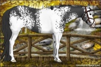 Horse Color:White Spotted Black