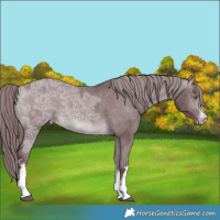 Horse Color:White Spotted Chocolate Brown Chinchilla Ice Varnish 