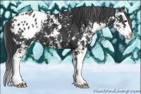 Horse Color:Black Sabino Splash Appaloosa 