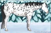 Horse Color:Brown Sabino Splash Appaloosa 