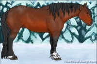 Horse Color:Bay Sabino