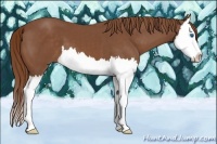 Horse Color:Chestnut Splash 