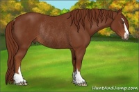 Horse Color:Chestnut Sabino Rabicano