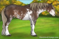 Horse Color:Liver Chestnut Sabino 