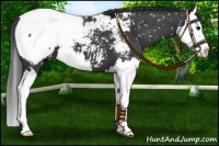 Horse Color:Black Splash Snowcap 