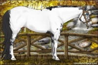 Horse Color:Black Frame Appaloosa
