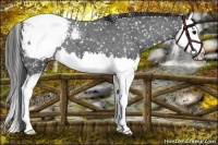 Horse Color:Blue Roan Splash Snowcap 