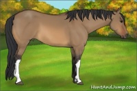 Horse Color:Bay Dun