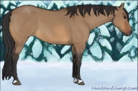 Horse Color:Bay Dun