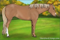 Horse Color:Unknown 