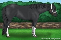 Horse Color:Black 