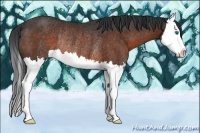 Horse Color:Brown Splash Rabicano