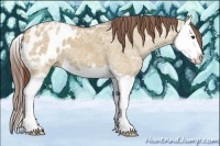 Horse Color:Red Dun Ice Sabino Splash Appaloosa 