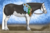 Horse Color:Liver Chestnut Splash 