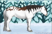 Horse Color:Bay Splash Appaloosa