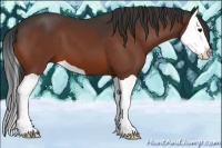 Horse Color:Bay Splash 