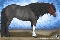 Horse Color:Black Rabicano