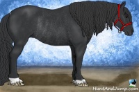 Horse Color:Black Rabicano 