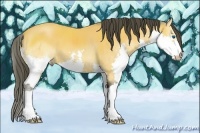 Horse Color:Buckskin Splash 