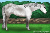 Horse Color:Gray Bay 