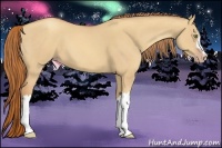 Horse Color:Gold Champagne Dun 