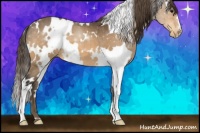Horse Color:White Spotted Buckskin Appaloosa 