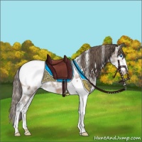 Horse Color:White Spotted Bay Ice Splash Appaloosa 