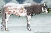 Horse Color:Bay Ice Splash Appaloosa 
