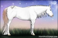 Horse Color:White Spotted Bay Dun Splash Appaloosa 