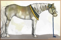 Horse Color:Liver Chestnut Splash 