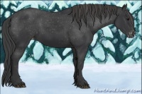 Horse Color:Black Appaloosa