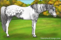 Horse Color:White Spotted Black Splash Tobiano Frame Appaloosa 
