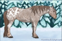 Horse Color:Chestnut Ice Appaloosa 